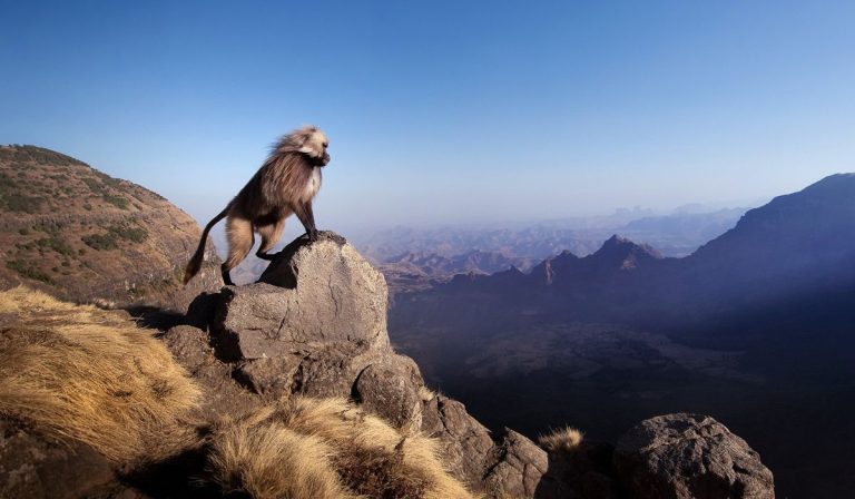 Wildlife Safaris in Ethiopia